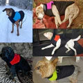 Water-Resistant and Warm Dog Jacket - CozyPaws